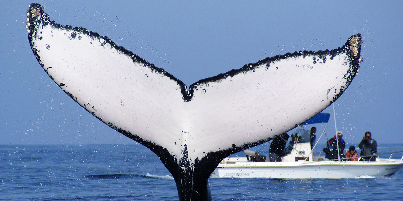 Las grandes ballenas de Sinaloa