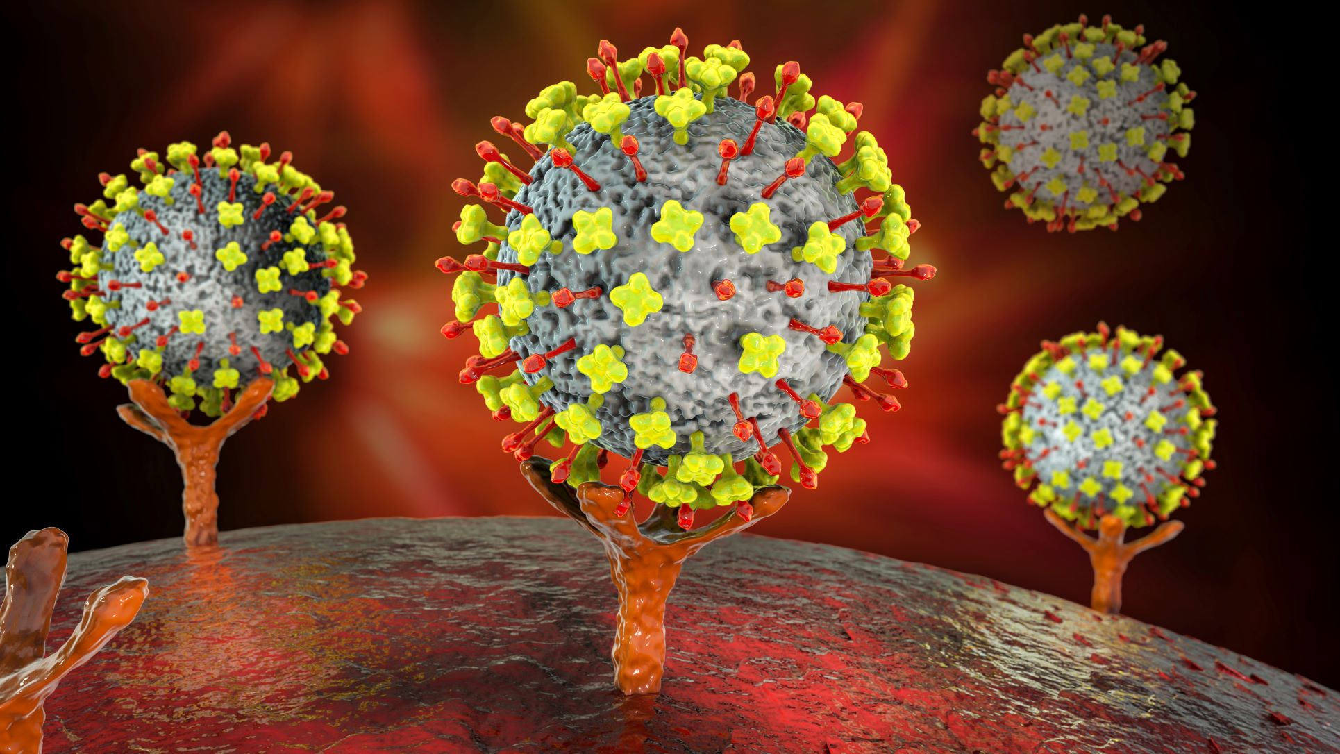 Henipavirus