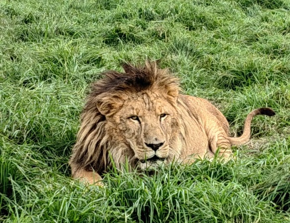 Recibe Aguascalientes par de leones rescatados de santuario Black Jaguar-White Tiger