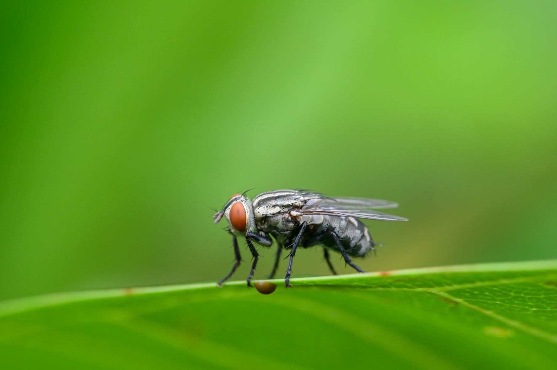 Mosca carnívora Francia