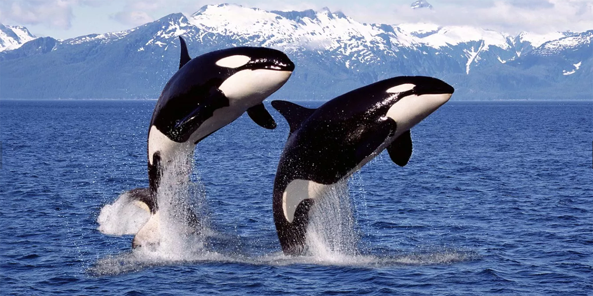 ¿Por qué las orcas nunca atacan a los humanos en la naturaleza?