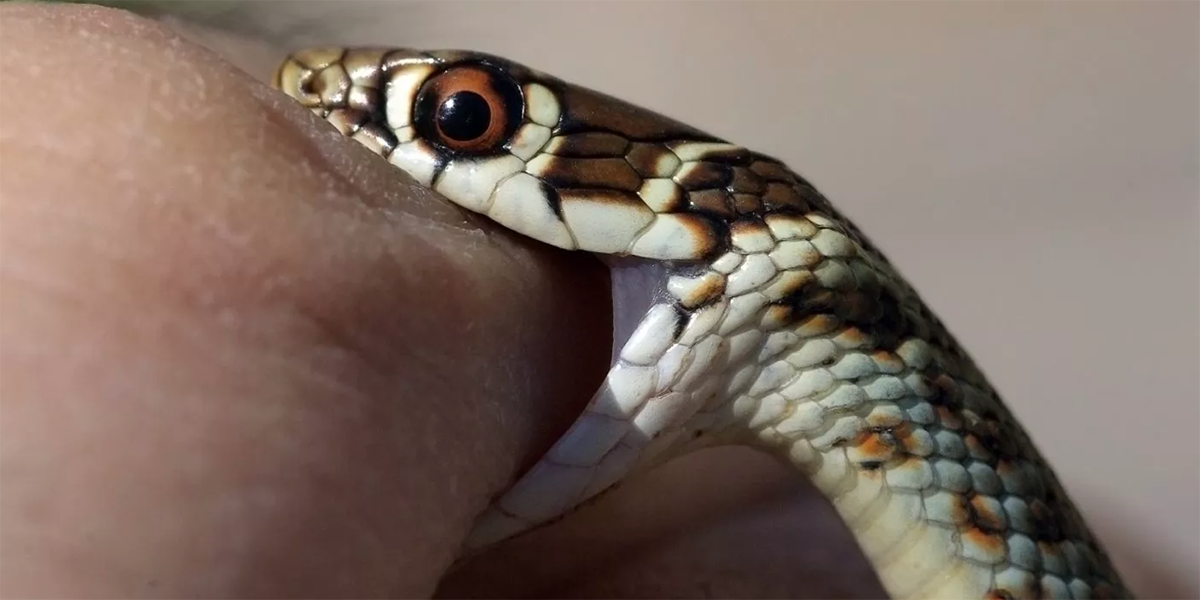 Serpiente-niña