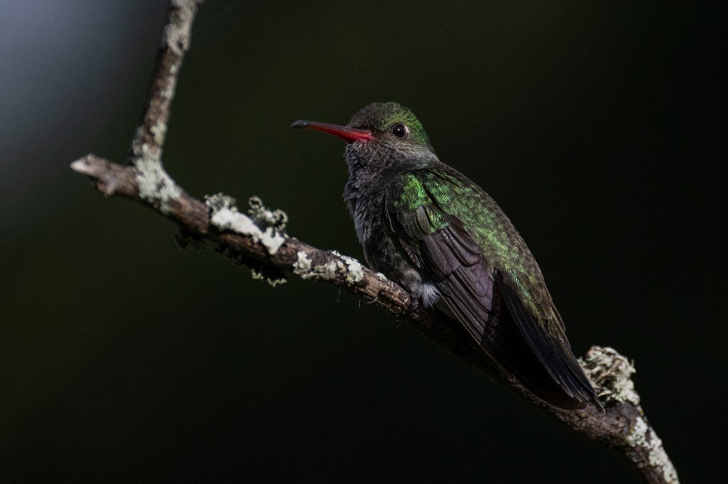 El &#8216;edén&#8217; de los colibríes se encuentra en Venezuela