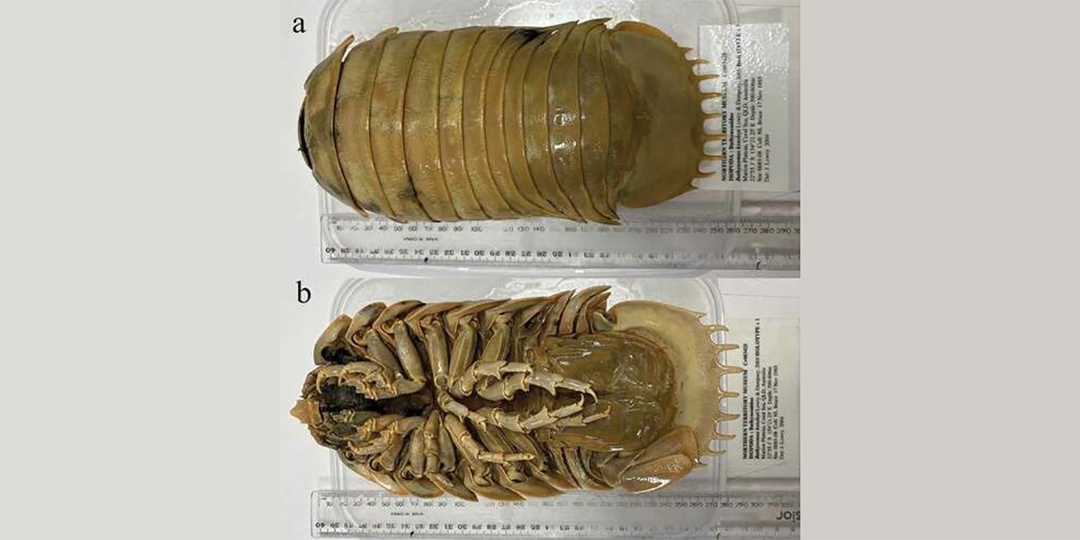 Científicos descubren nueva &#8216;cochinilla&#8217; gigante de aguas profundas en el Golfo de México
