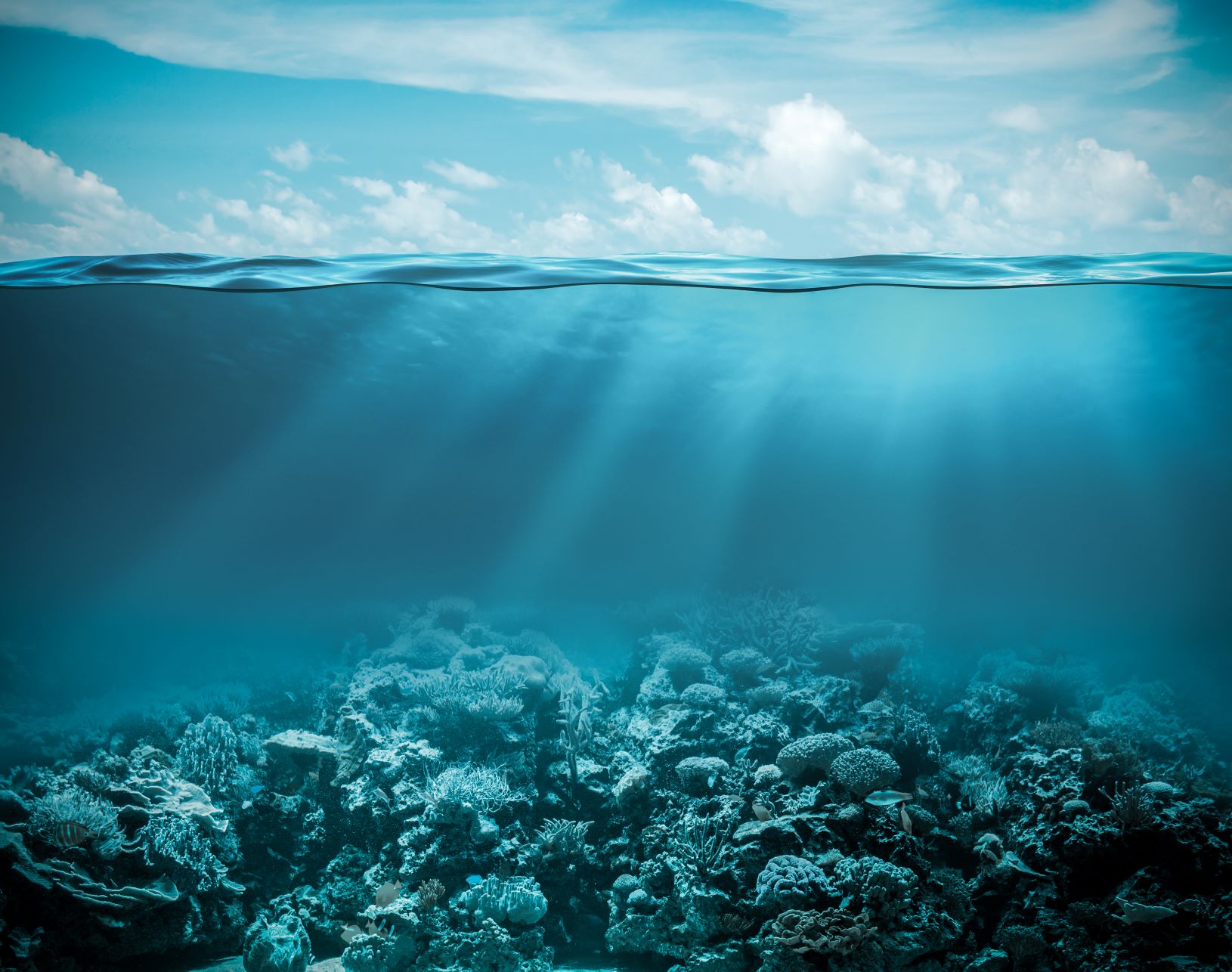 biodiversidad marina