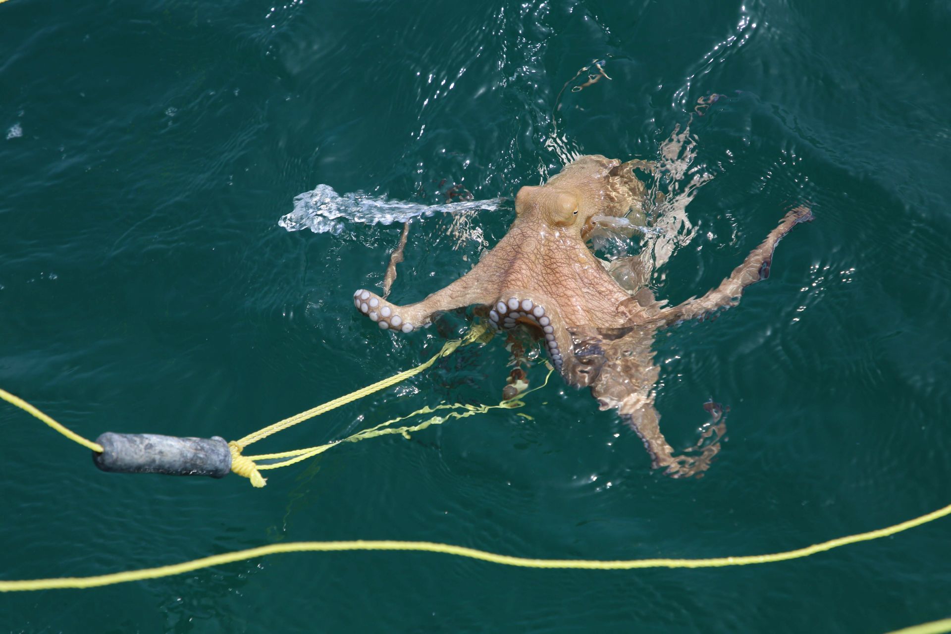 Pulpo Maya