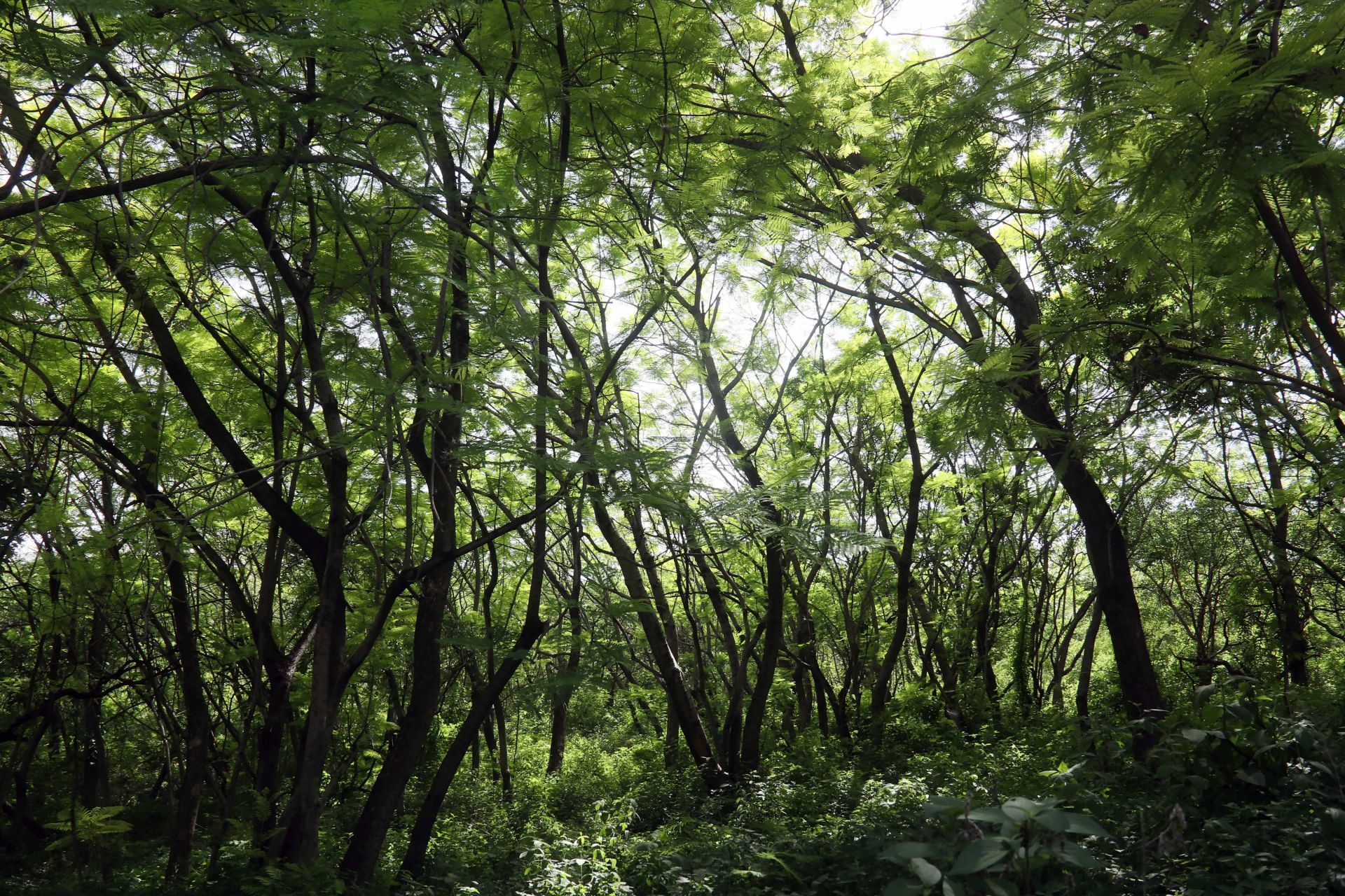 Selva