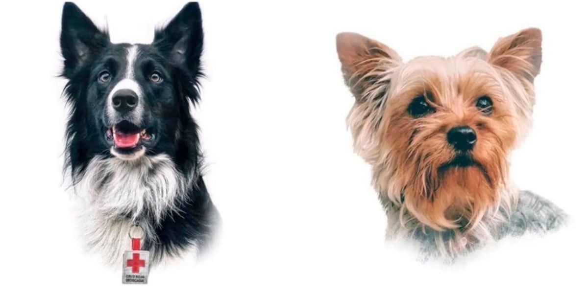 Perros