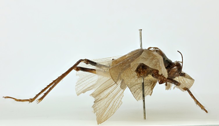 Insecto