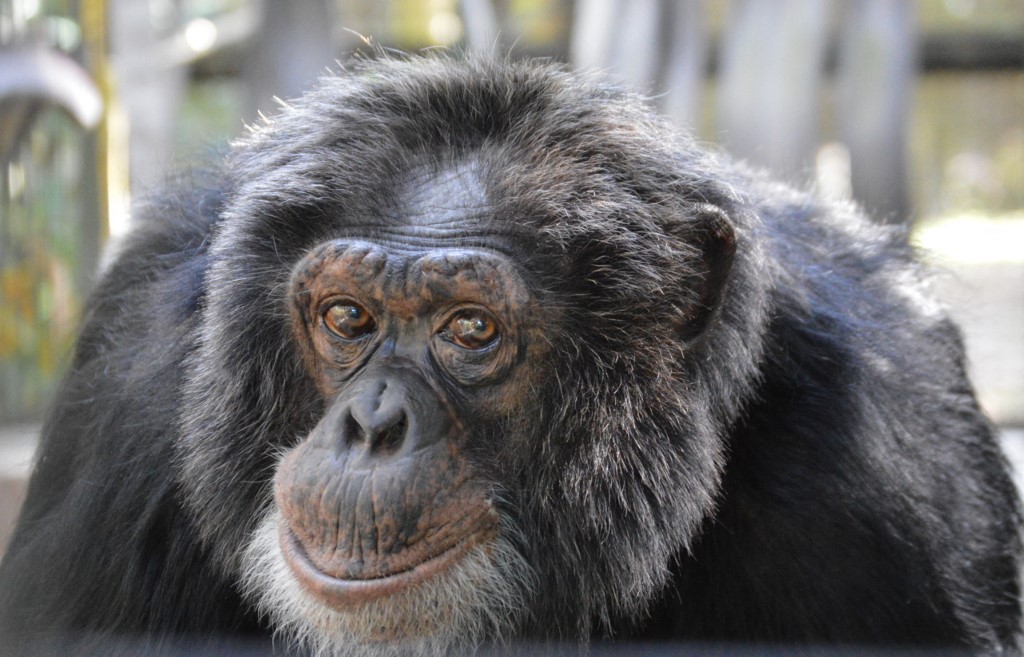 Los chimpancés tienen un ritmo musical propio: estudio