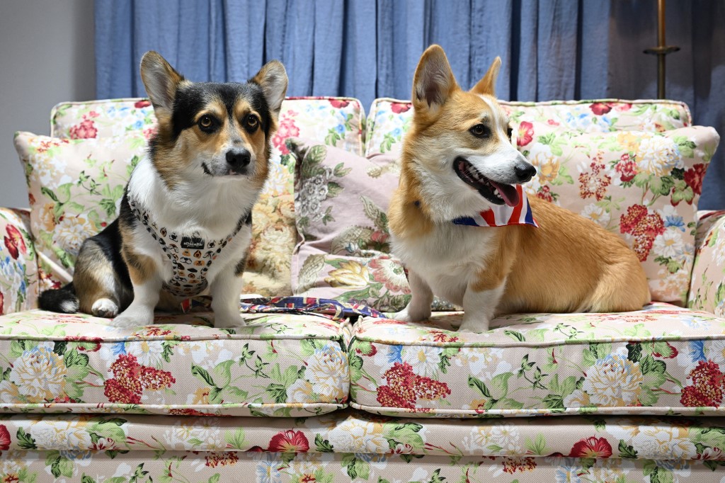 CORGI