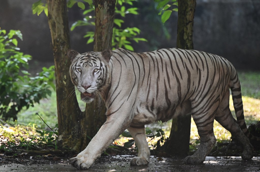 India Tigre