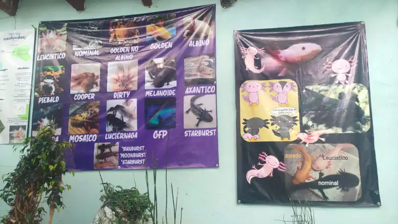 Hidalguense impulsa preservación del ajolote mexicano