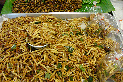 Insectos comestibles