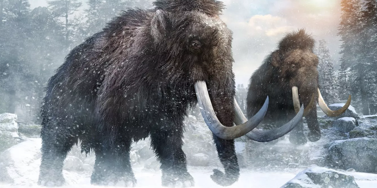 Cómo y por qué un genetista intenta &#8216;revivir&#8217; al mamut del Ártico