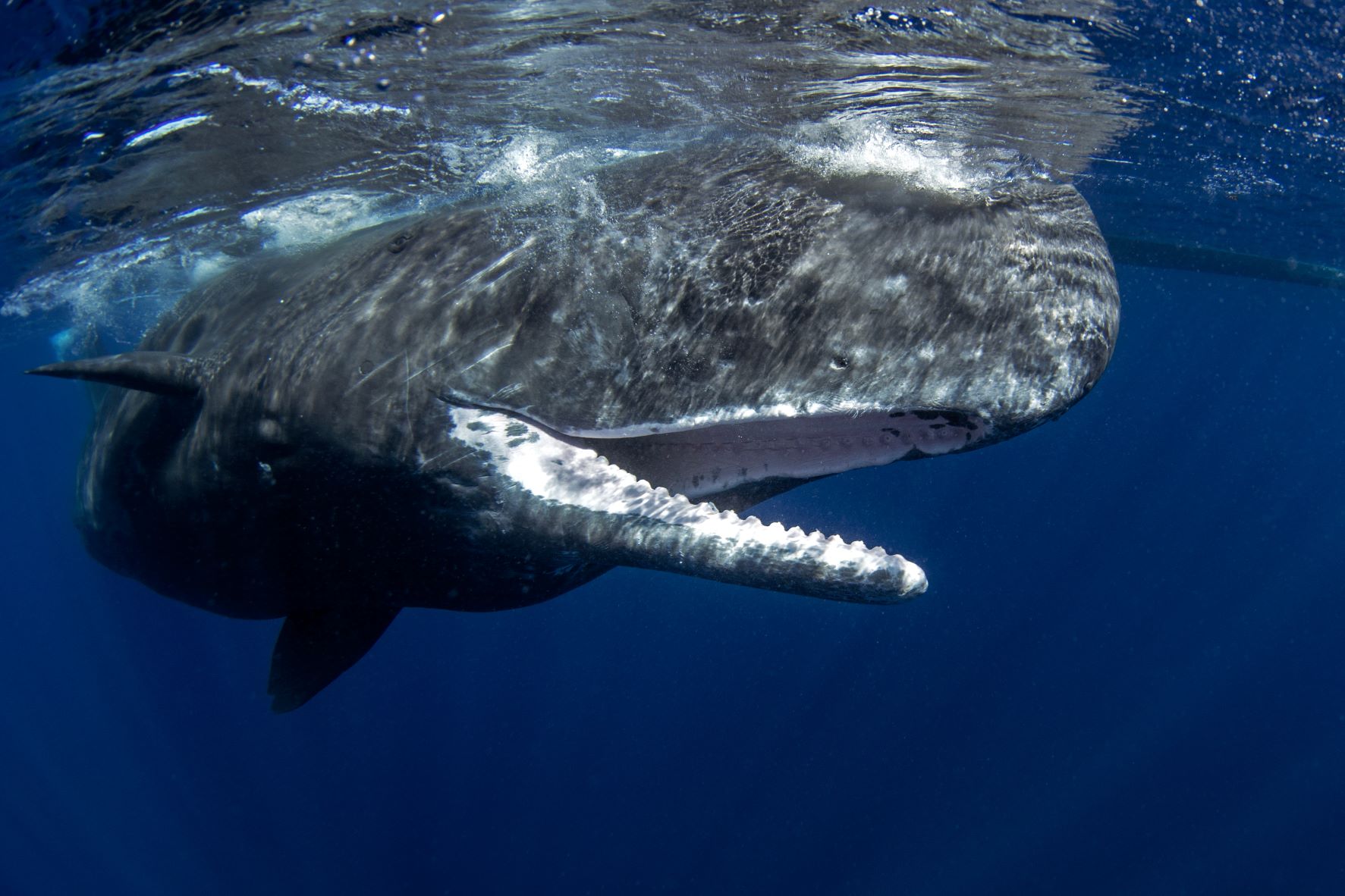 Australia: encuentran 230 ballenas varadas en Tasmania, la mitad muertas