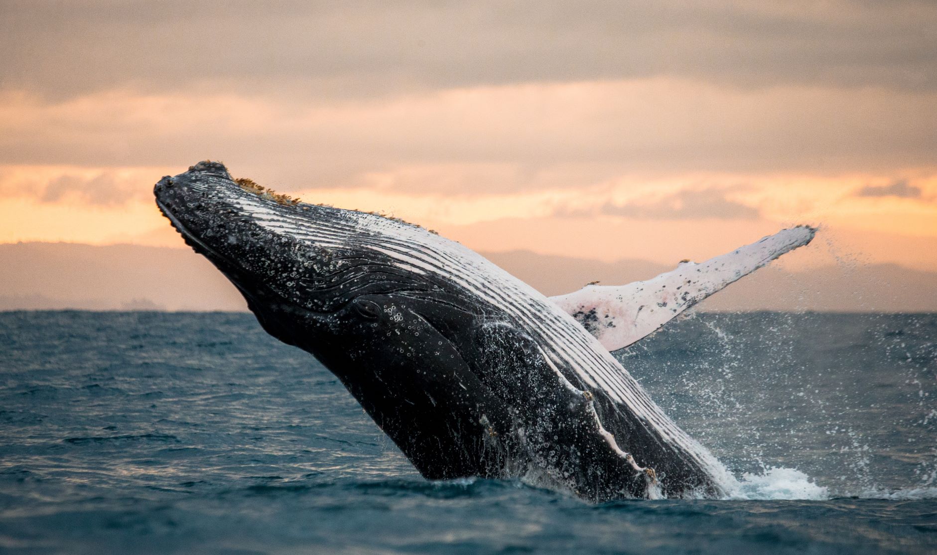 Por qué las ballenas no sufren daño cerebral al nadar