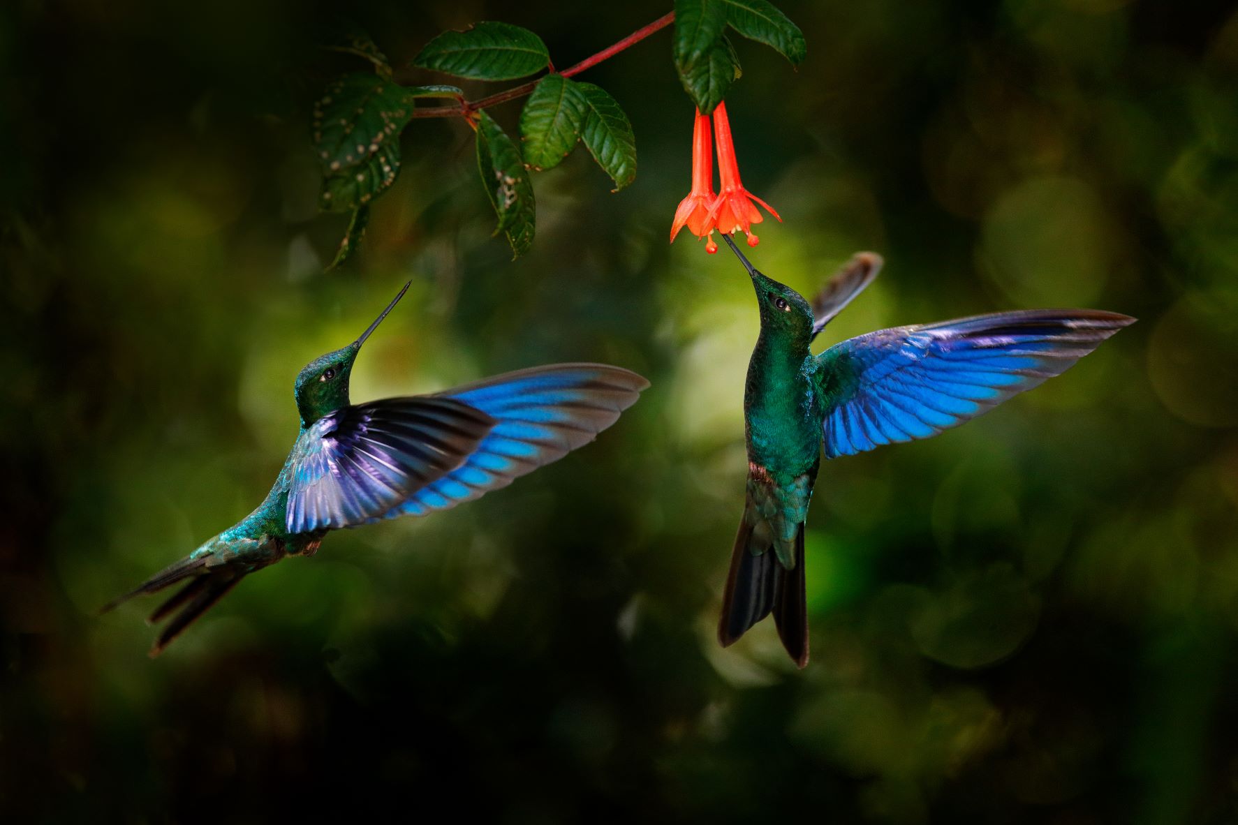 colibríes