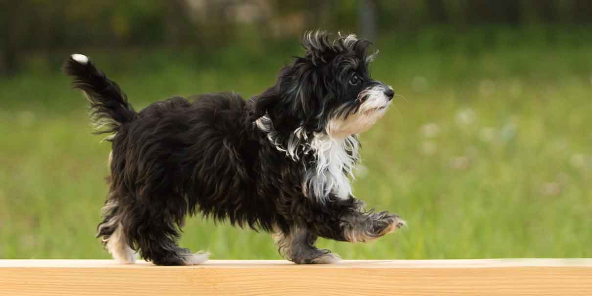 Conducta y nutrición, la base de vida de nuestros cachorros