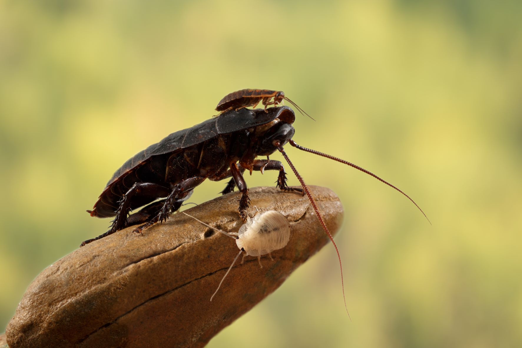 cucaracha Australia