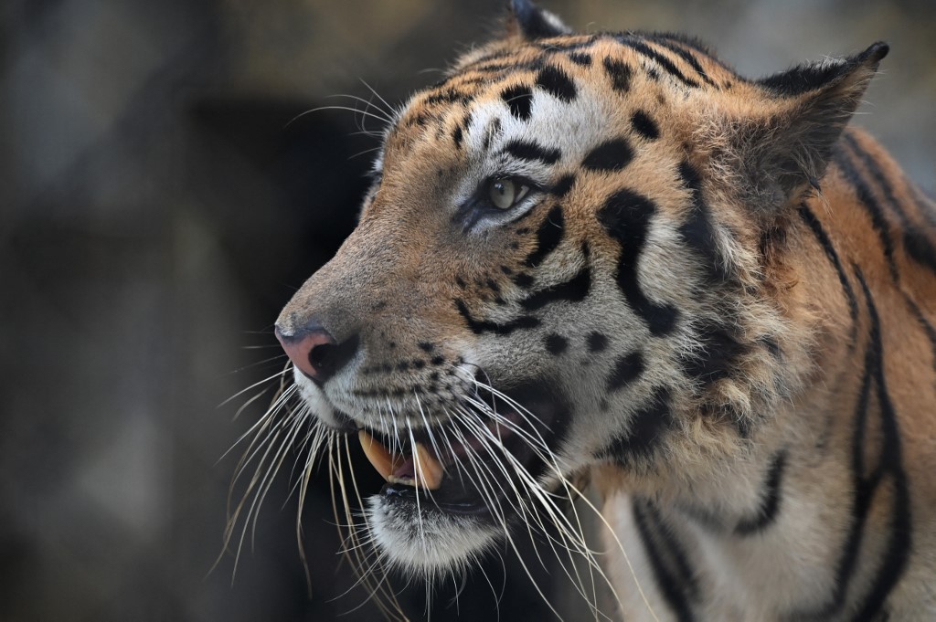 Tigre India