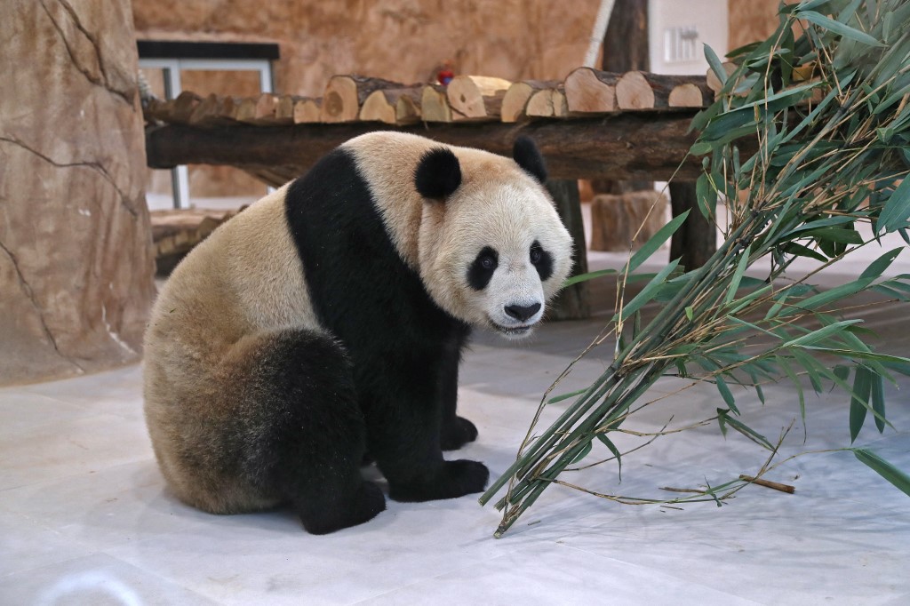 Pandas para Catar