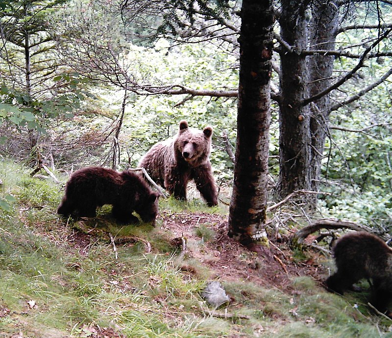 Osos