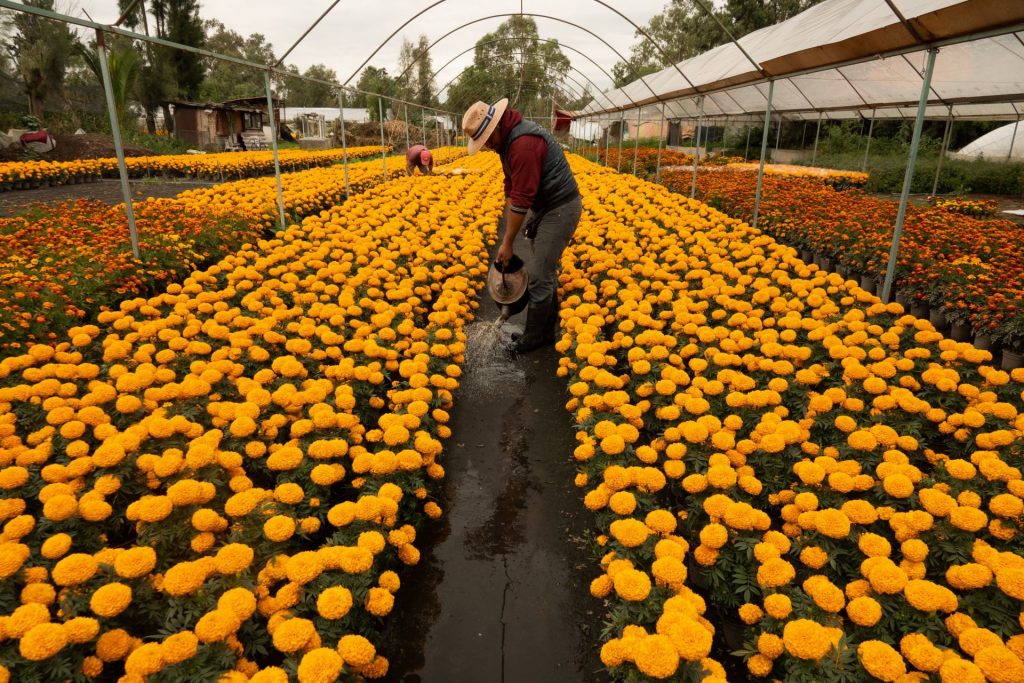 Cinco millones de macetas de cempasúchil, listos para el Día de Muertos en CDMX