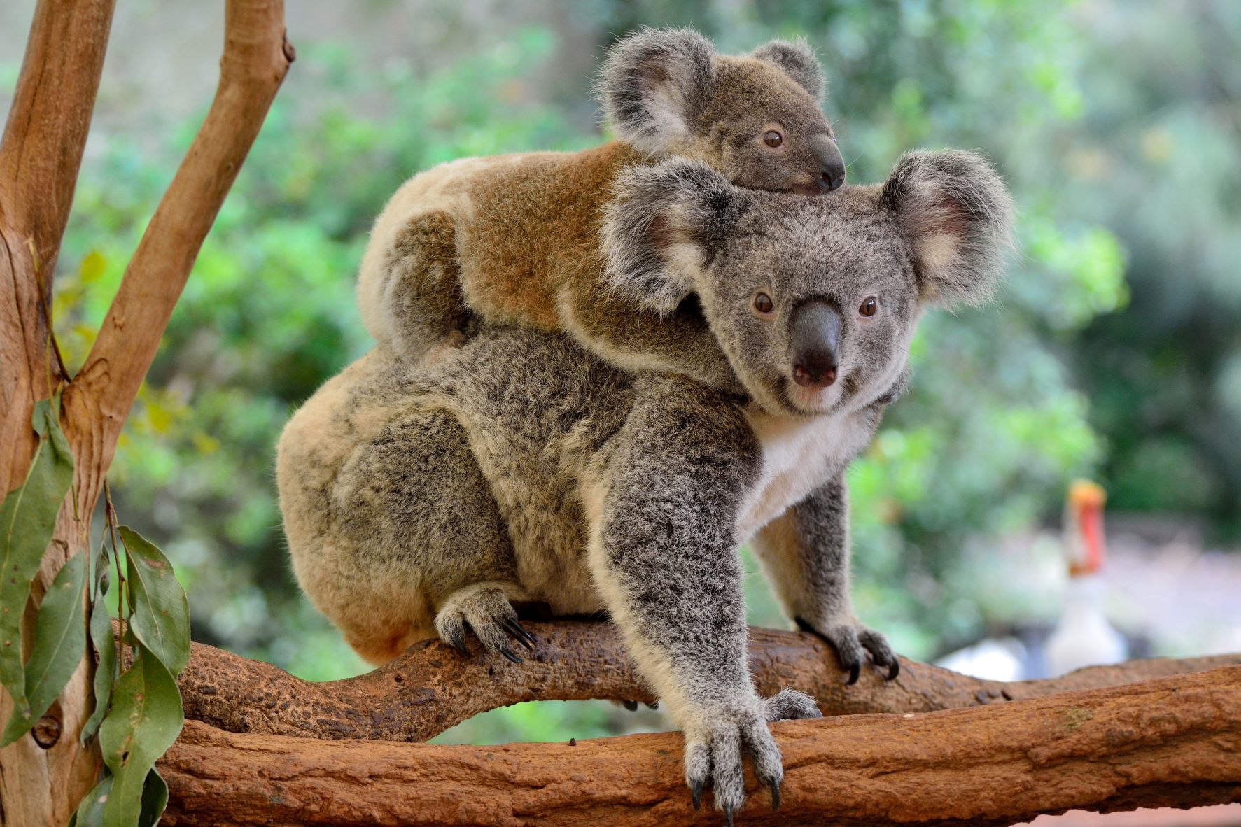 Australia animales en extinción