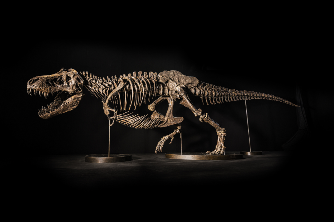 Tiranosaurio