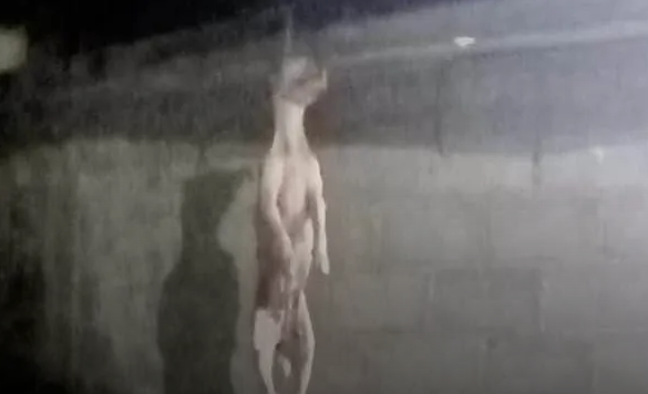 PGJEH indaga 198 casos de maltrato animal