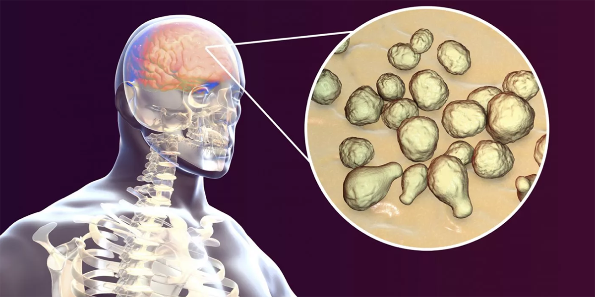 Conoce al hongo que cambia de forma para introducirse en el cerebro