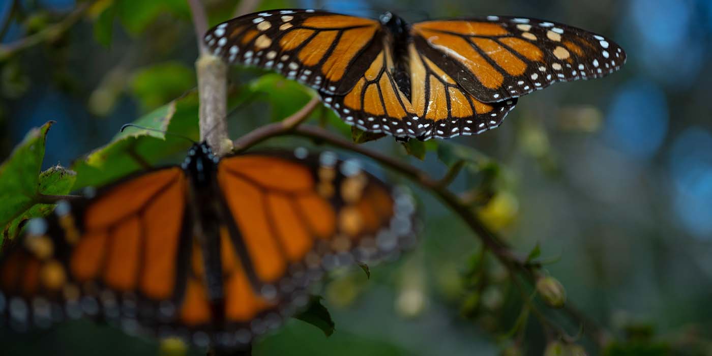 mariposa monarca