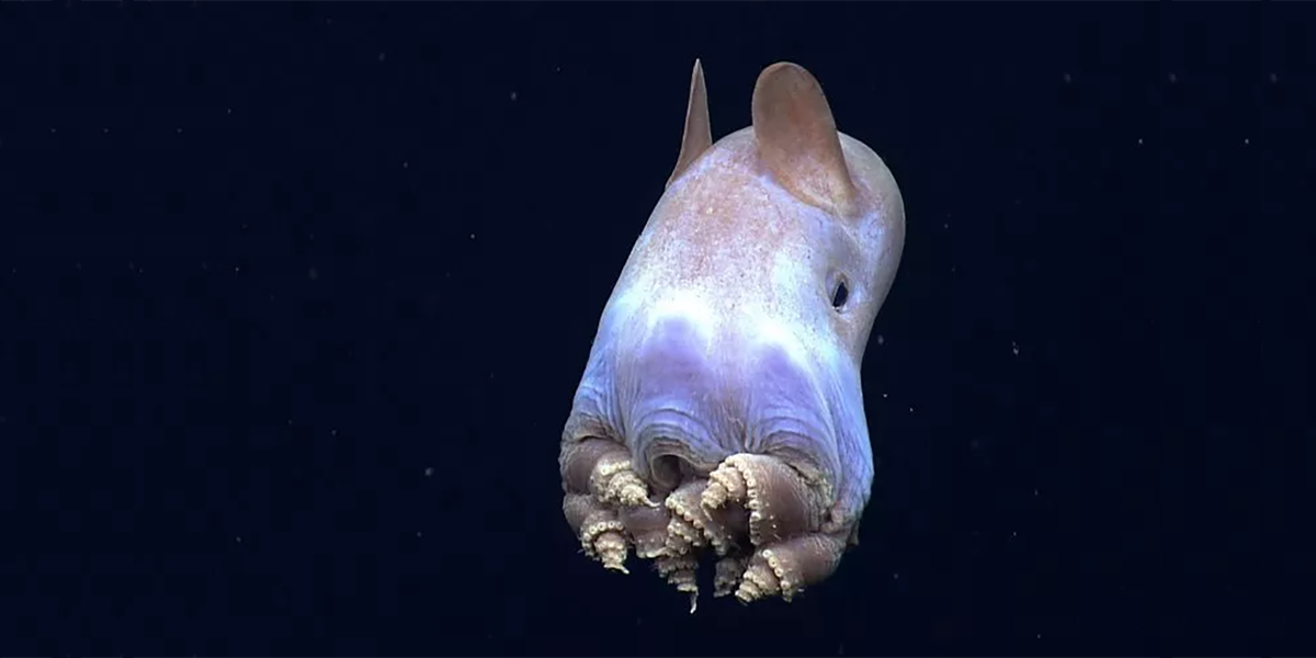 pulpo Dumbo