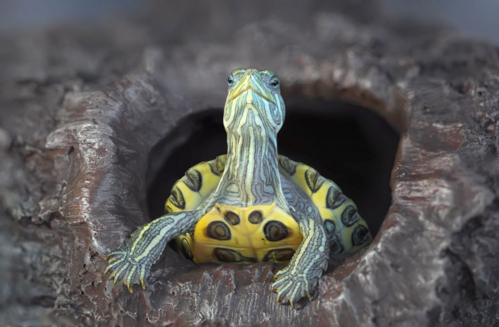 animales mudos