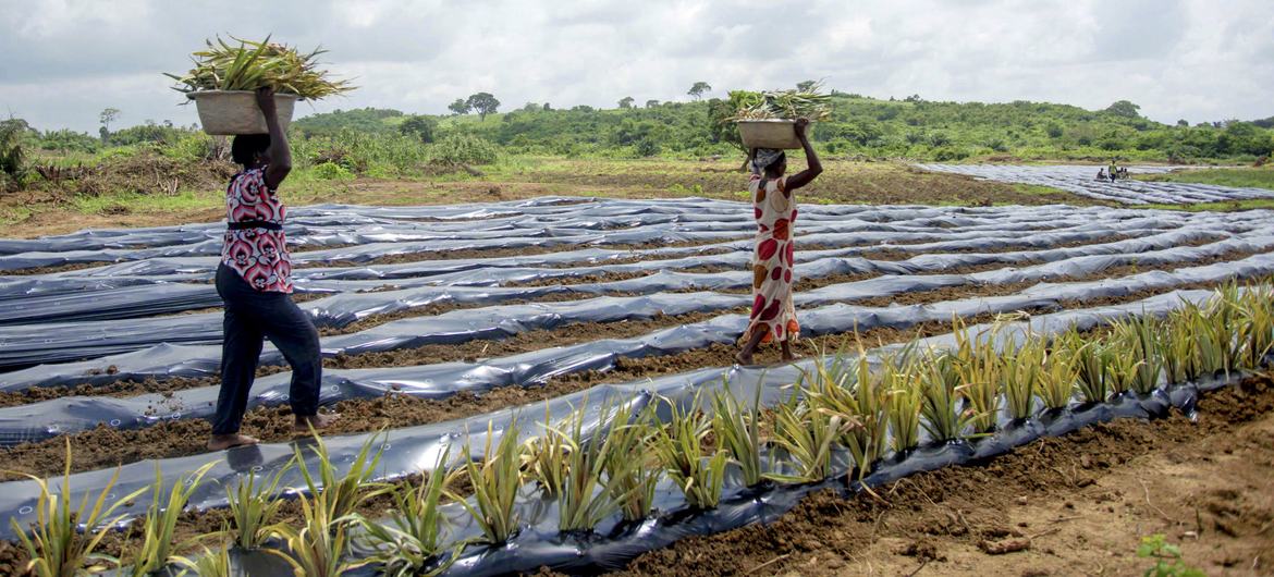 Uso masivo de plástico amenaza la producción de alimentos y la salud