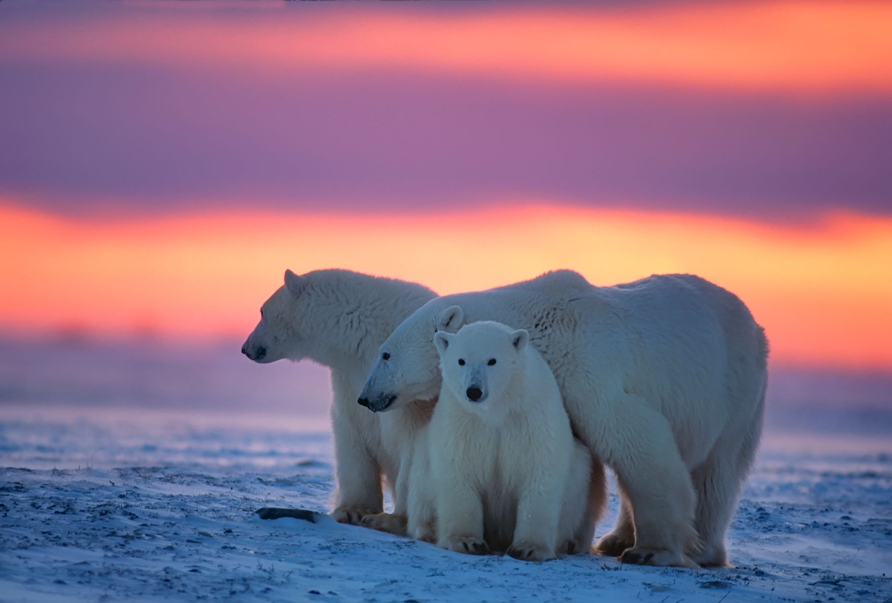oso polar hielo marino