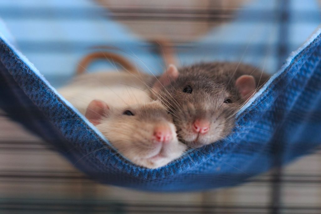ratas enfermedades psiquiátricas