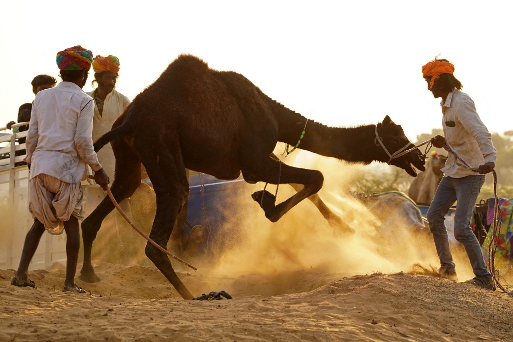 Camellos