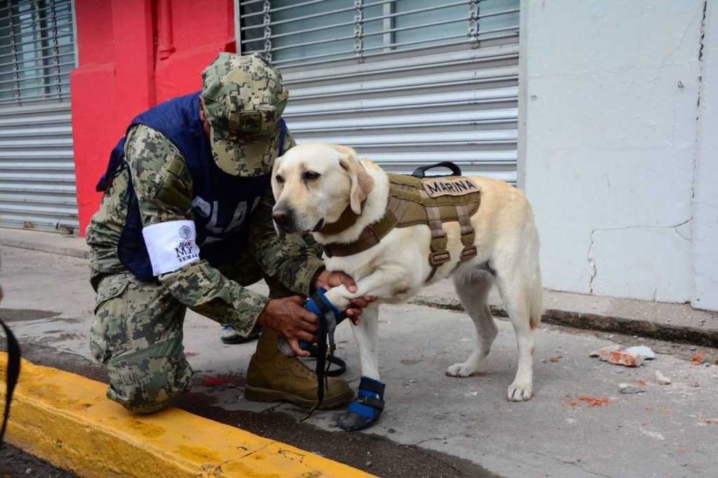 Con fotos y mensajes de agradecimiento despiden a ‘Frida’, canina rescatista de la Semar