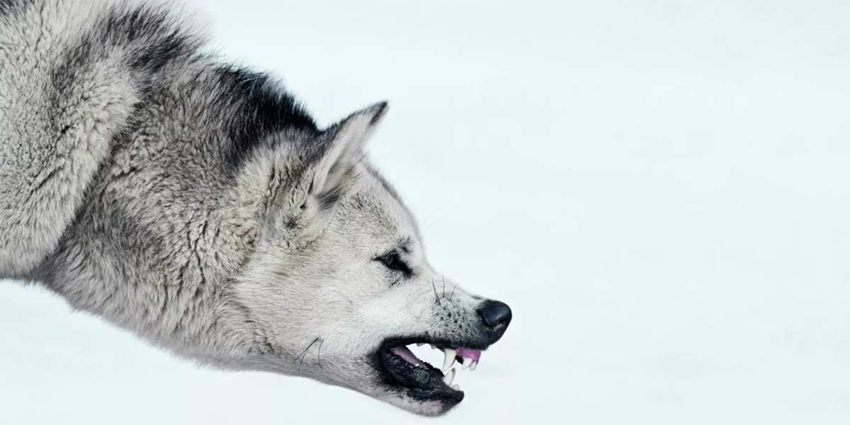 Perros de Groenlandia capturados en fotos mientras su mundo se desvanece
