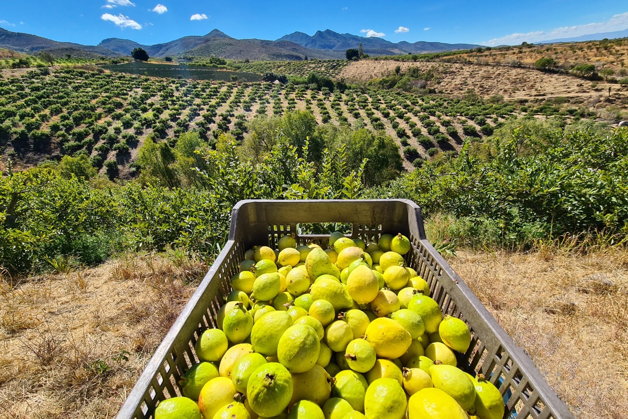 Guayaba, un pilar en la economía de Calvillo