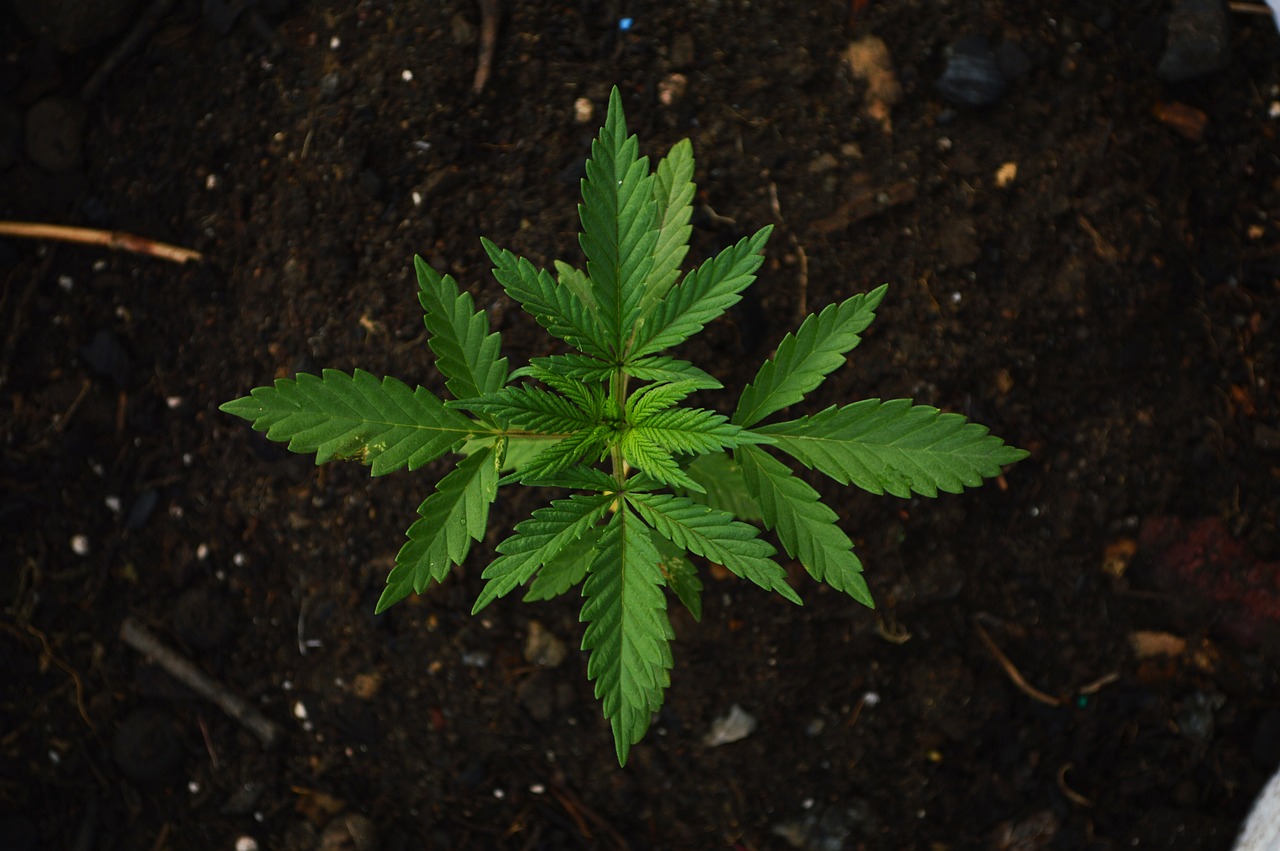 La mariguana puede dañar los pulmones más que el tabaco