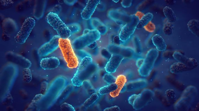 infecciones bacterianas estudio