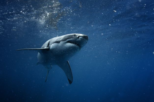tiburones especie amenazada