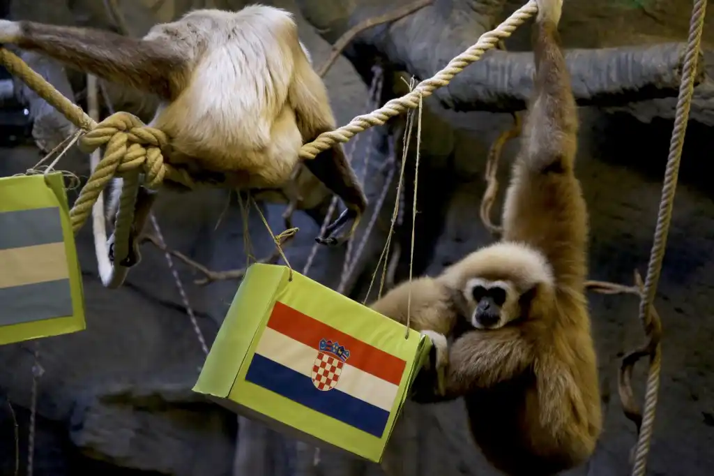 &#8216;Kent&#8217;, el primate que predice victorias futboleras