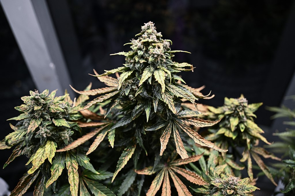 El cannabis 100 por ciento legal llega a Nueva York; en 2023 podría haber ventas por 1,300 mdd