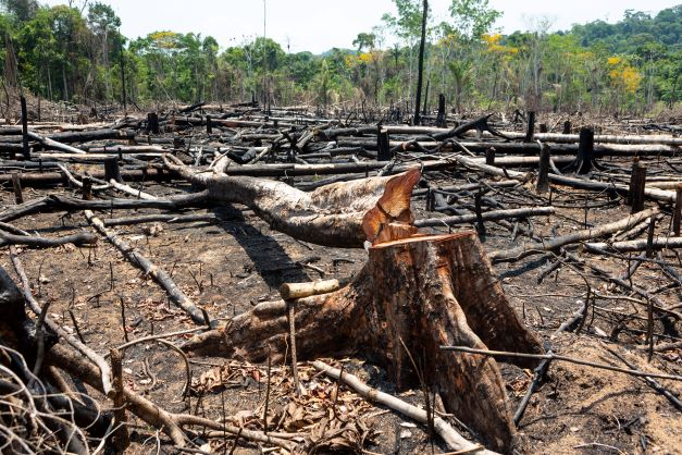 Brasil: deforestación en sabana aumentó 25 por ciento en 2022
