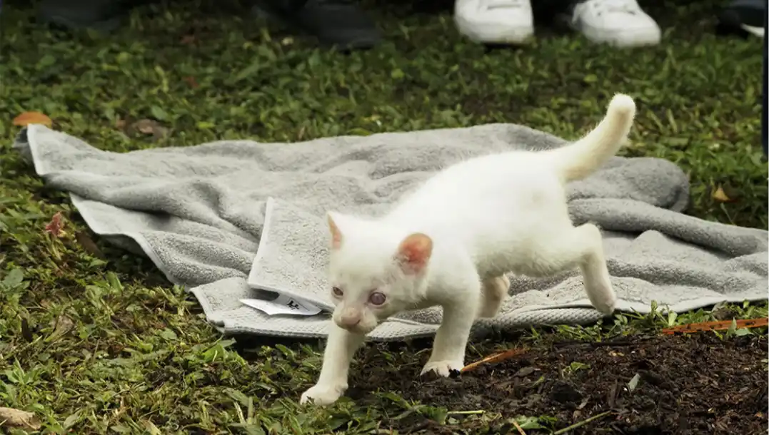 Hallazgo del primer ocelote albino en el mundo causa preocupación