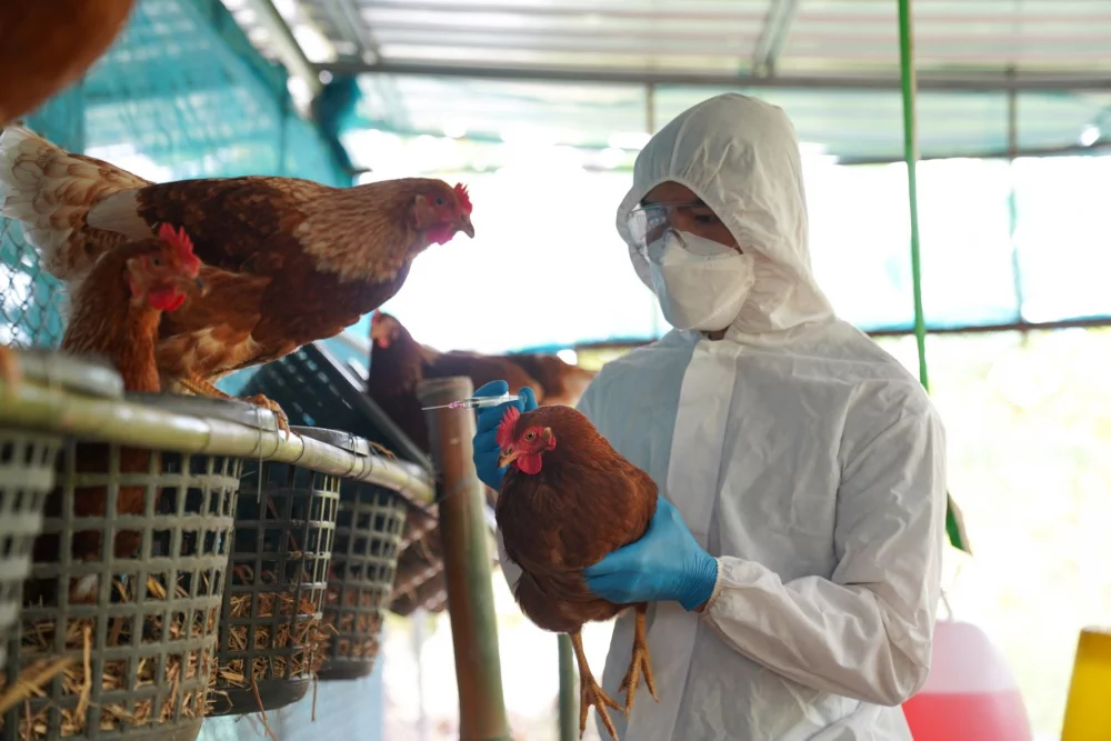 En Perú sacrifican a más de 30,000 aves de corral tras brote de influenza aviar